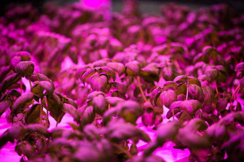 Basil LED Grow Light