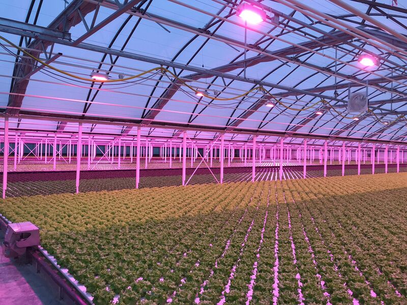 Best LED grow lights for lettuce