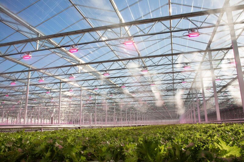 Best LED grow lights for lettuce