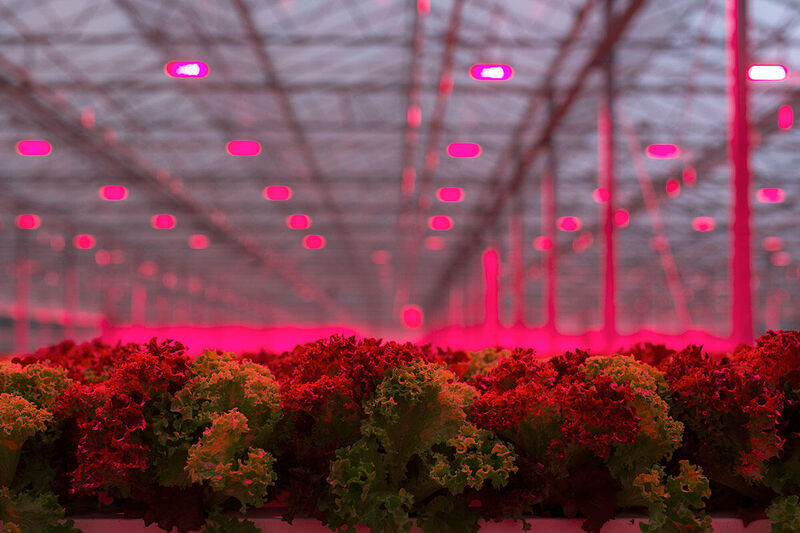 Best LED grow lights for lettuce