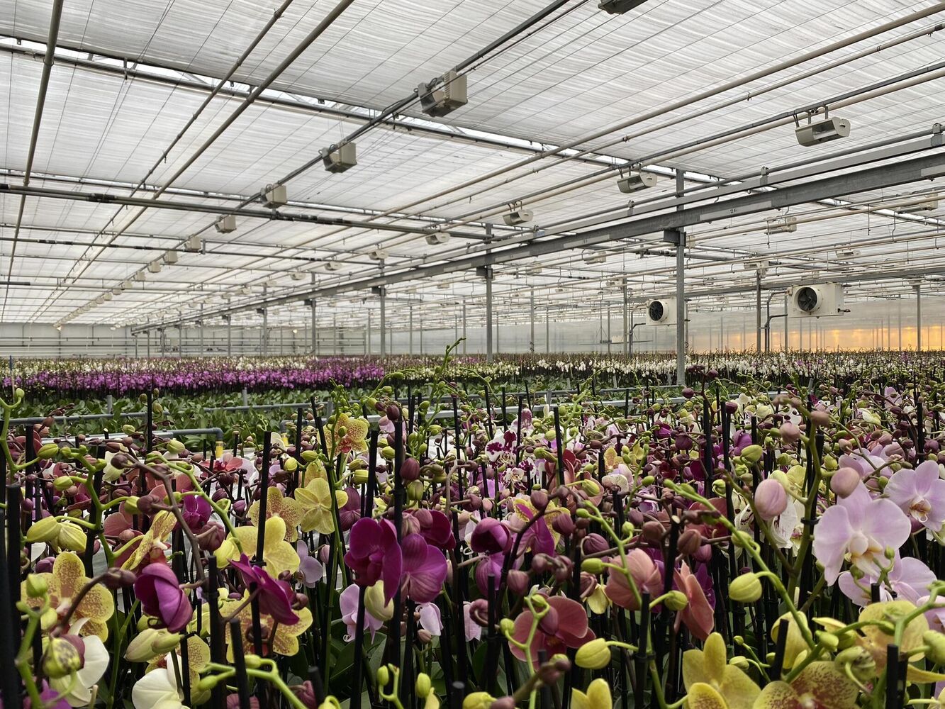 Drievoudige energiebesparing bij Butterfly Orchids door overstap op watergekoelde LED