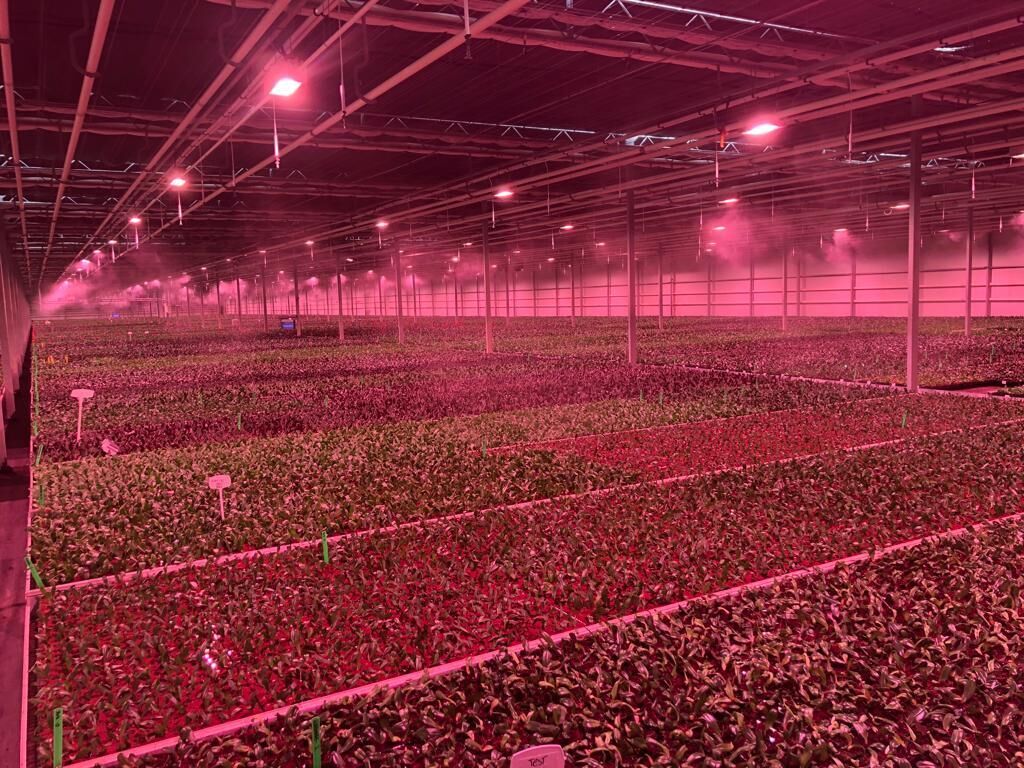 Floral Daily: Dimmable LED lights save phaleanopsis grower lots on energy costs