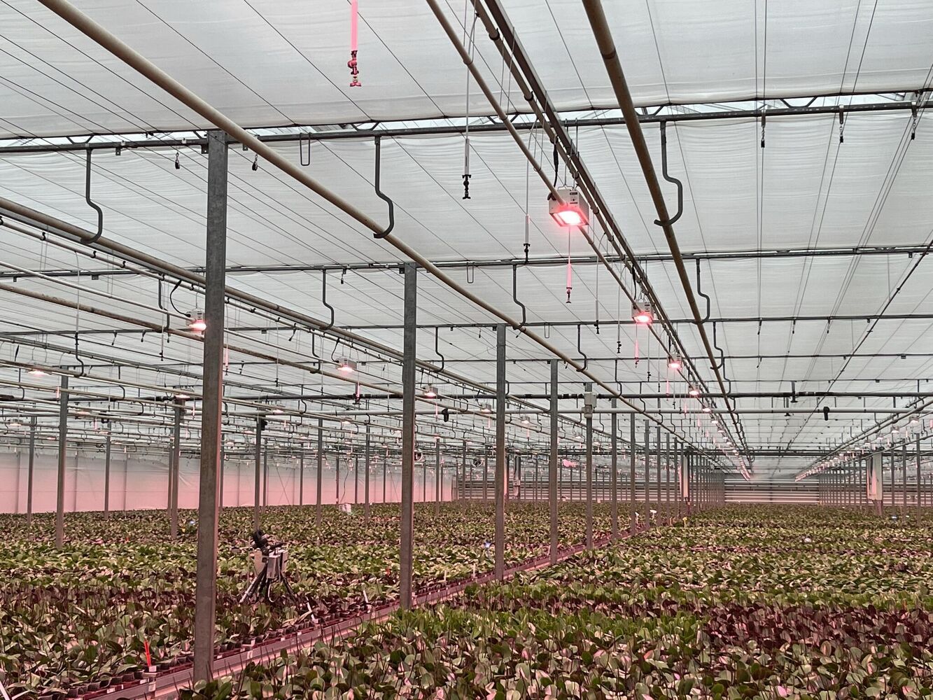 Floral Daily: Dimmable LED lights save phaleanopsis grower lots on energy costs