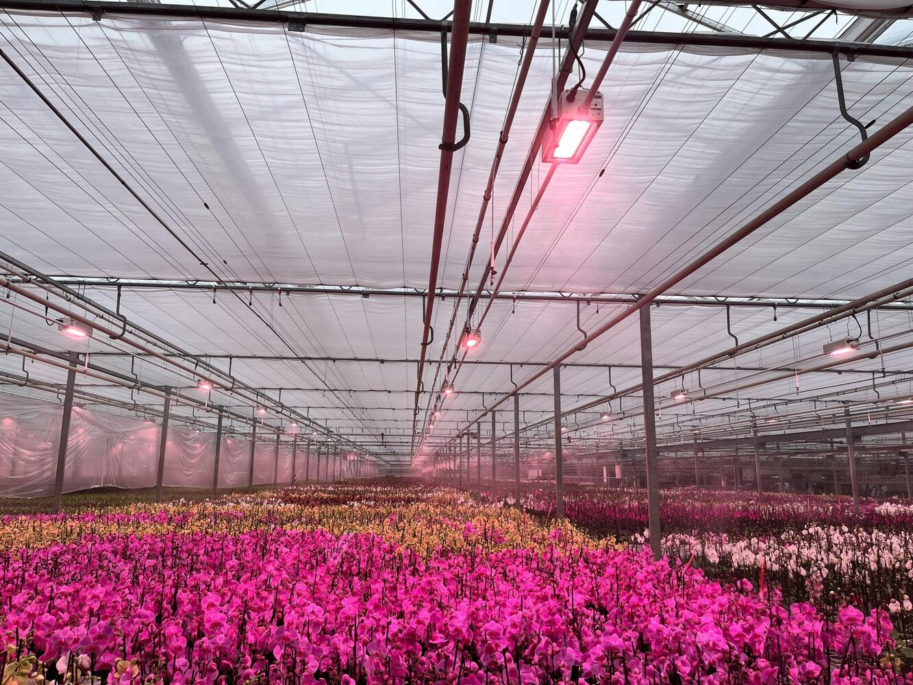 Floral Daily: Dimmable LED lights save phaleanopsis grower lots on energy costs