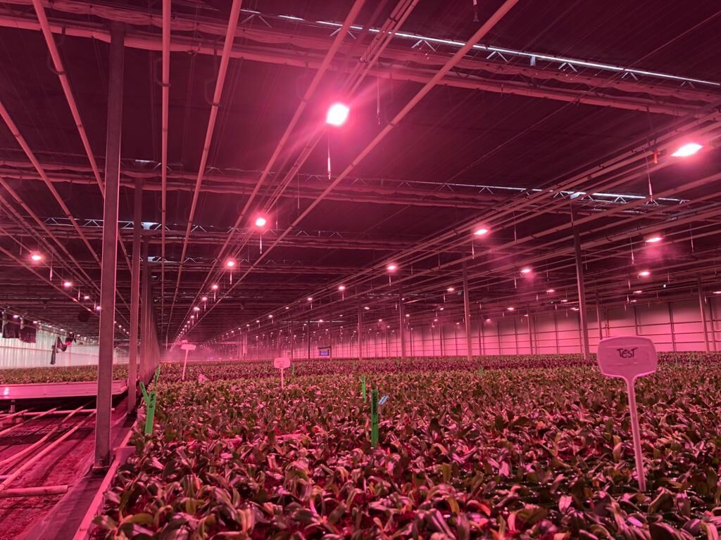 Floral Daily: Dimmable LED lights save phaleanopsis grower lots on energy costs