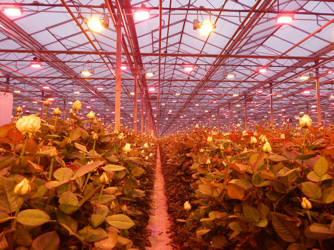 FloralDaily: Oreon supplies full LED set-up for Delphy Pot Plant Research