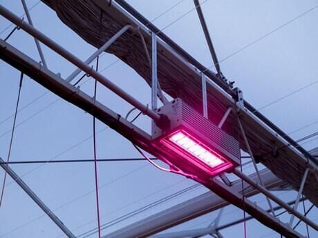 FloralDaily: Ultimately, the whole industry will switch to water-cooled LED lighting
