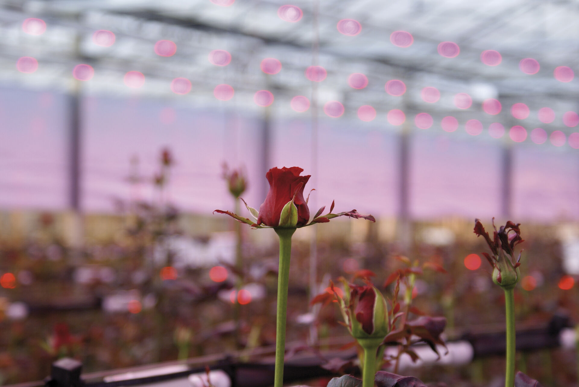 Floriculture
