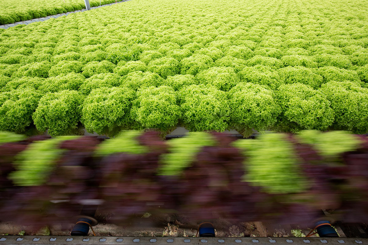 FromBoer (lettuce)