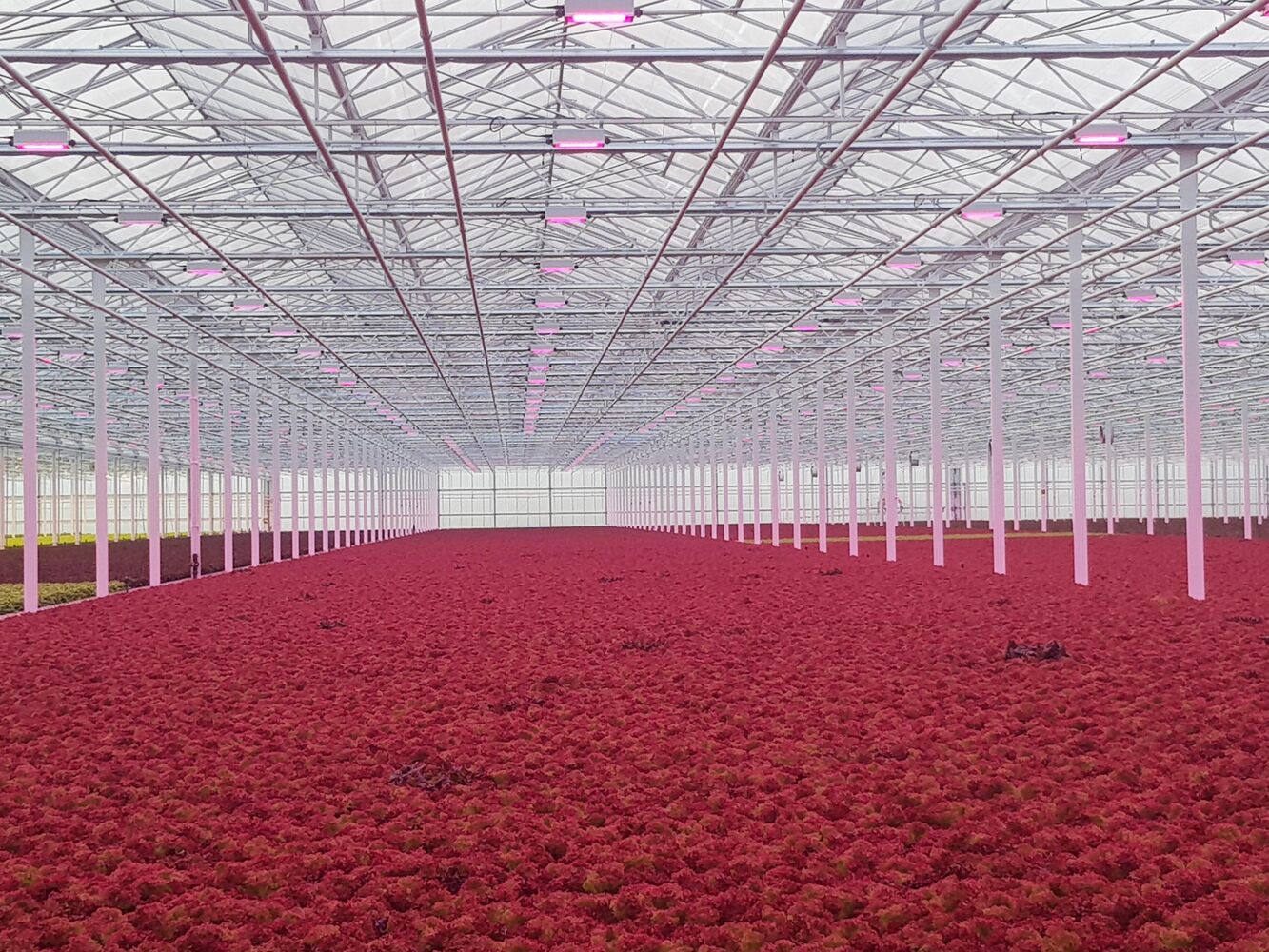 GroentenNieuws: Slamotra verhoogt lichtintensiteit met nieuwe Oreon Grow Light 3.0