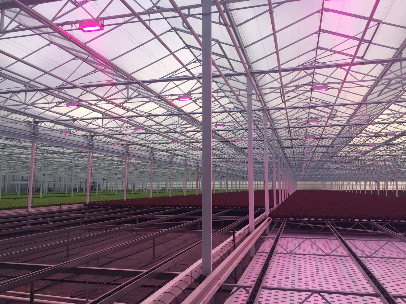 GroentenNieuws: Slamotra verhoogt lichtintensiteit met nieuwe Oreon Grow Light 3.0