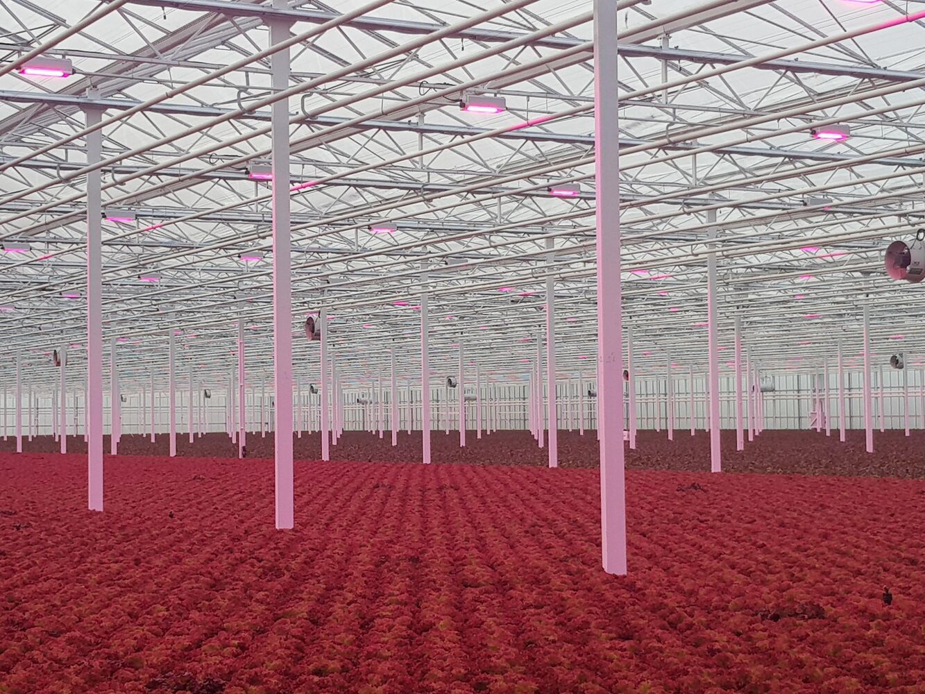 GroentenNieuws: Slamotra verhoogt lichtintensiteit met nieuwe Oreon Grow Light 3.0