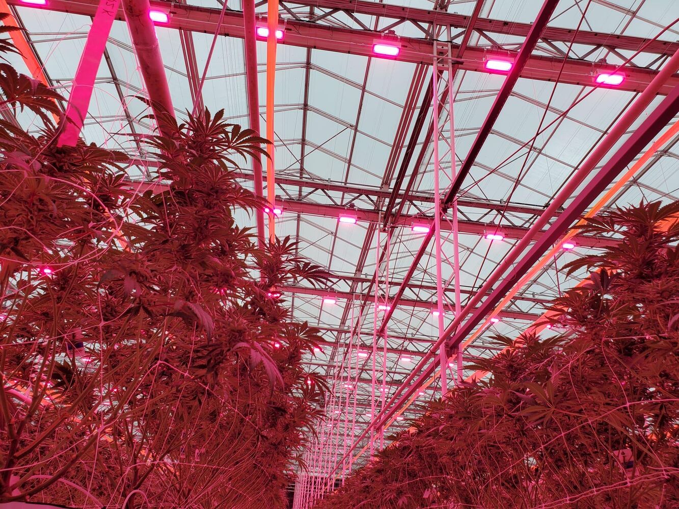 Grower uses aquifer below greenhouse for water-cooled LEDs