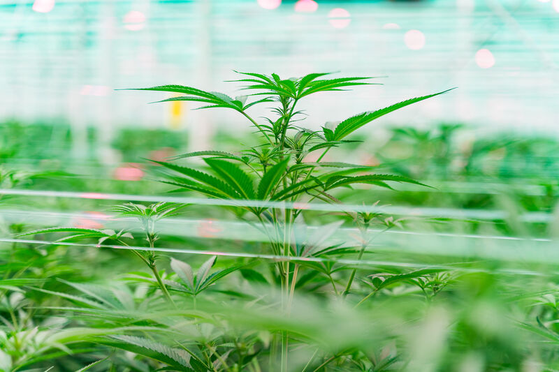 Growing cannabis in a greenhouse