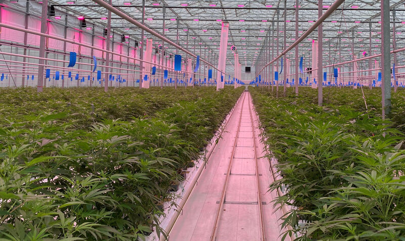 Growing cannabis in a greenhouse