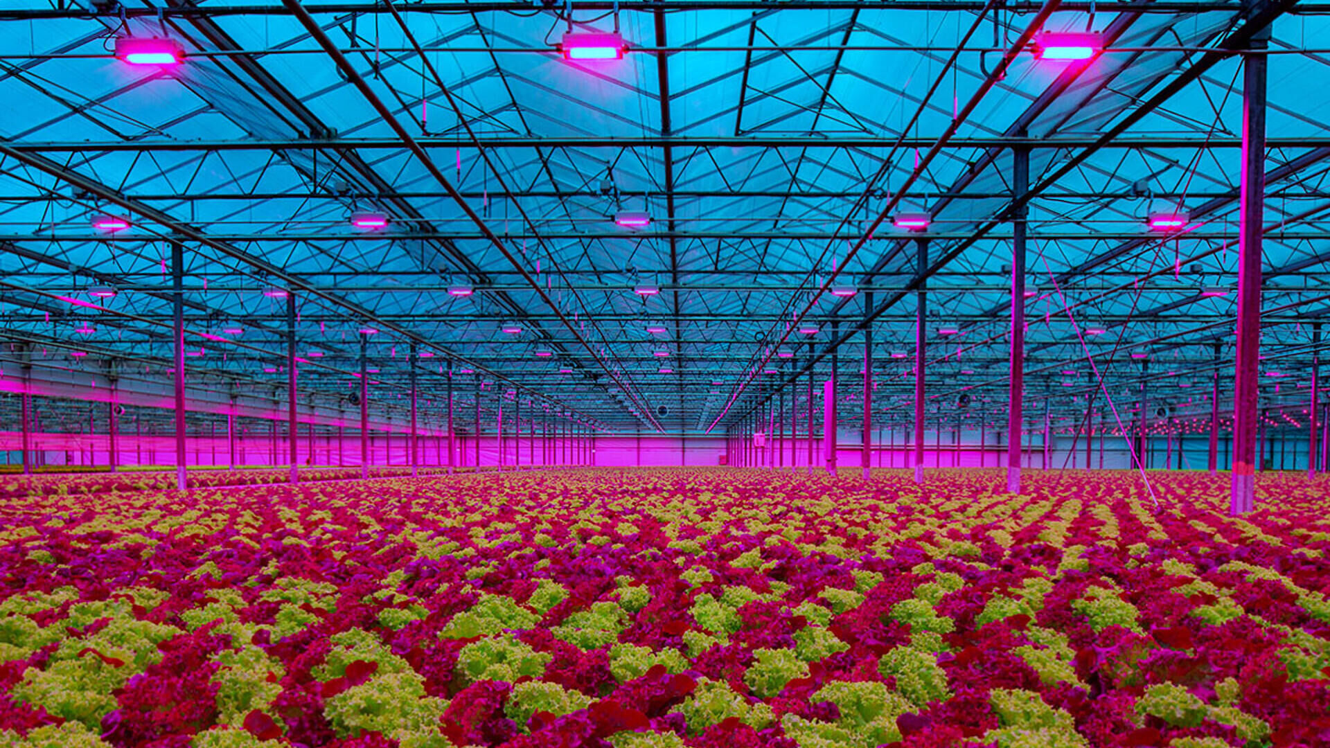 Horticulture LED grow lights