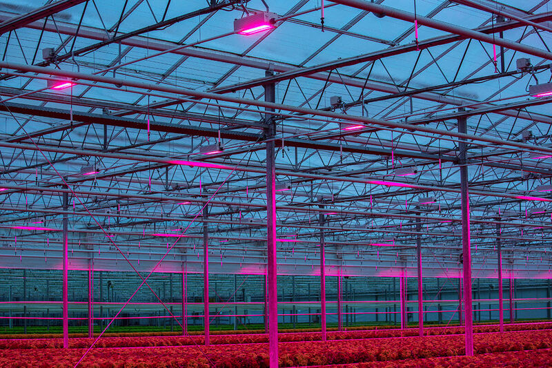 Horticulture LED grow lights