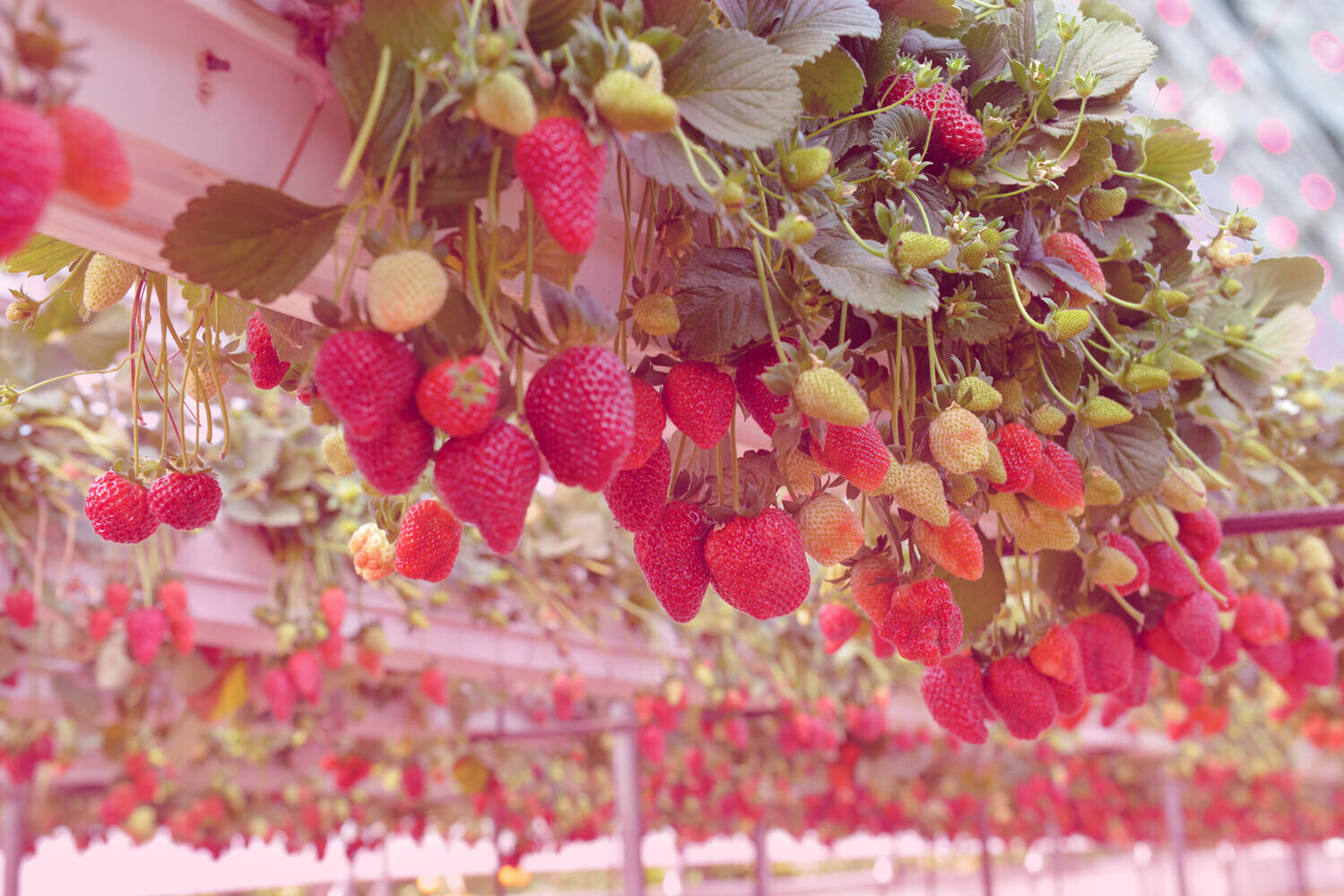 HortiDaily: Belgian strawberry grower goes for hybrid lighting in new greenhouse