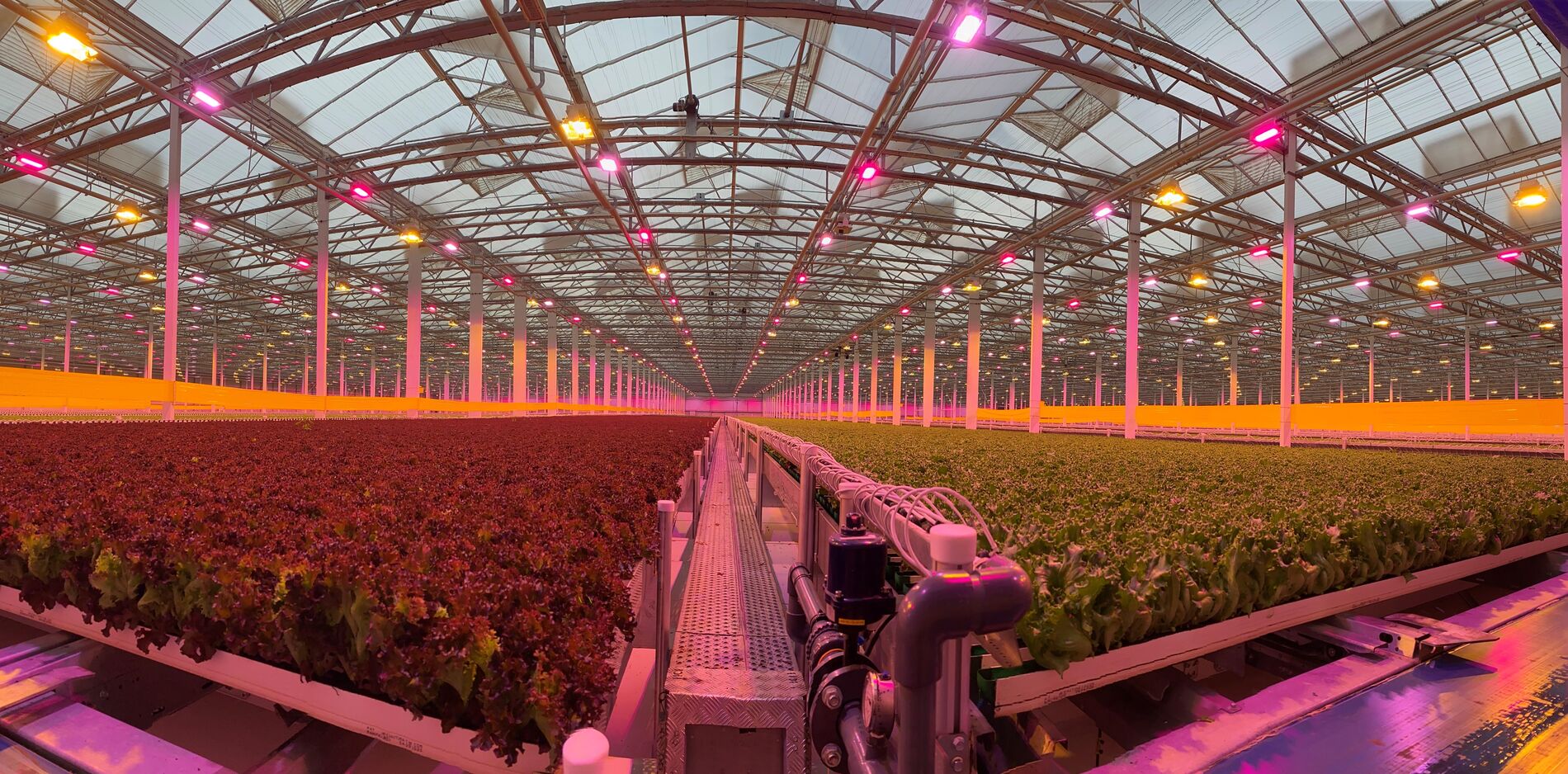 HortiDaily: Dynamic spectra for Little Leaf Farms