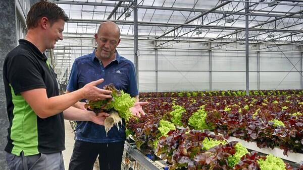 HortiDaily: Semi-closed greenhouse next step for innovative lettuce growers