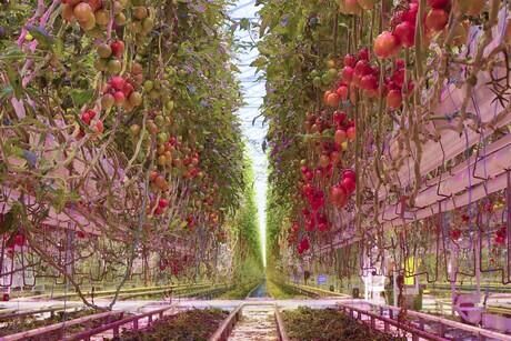 HortiDaily: Ultimately, the whole industry will switch to water-cooled LED lighting