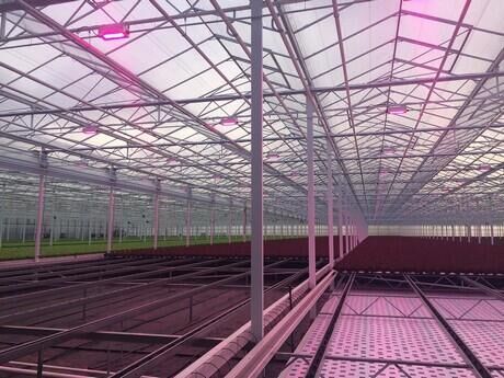 HortiDaily: Ultimately, the whole industry will switch to water-cooled LED lighting