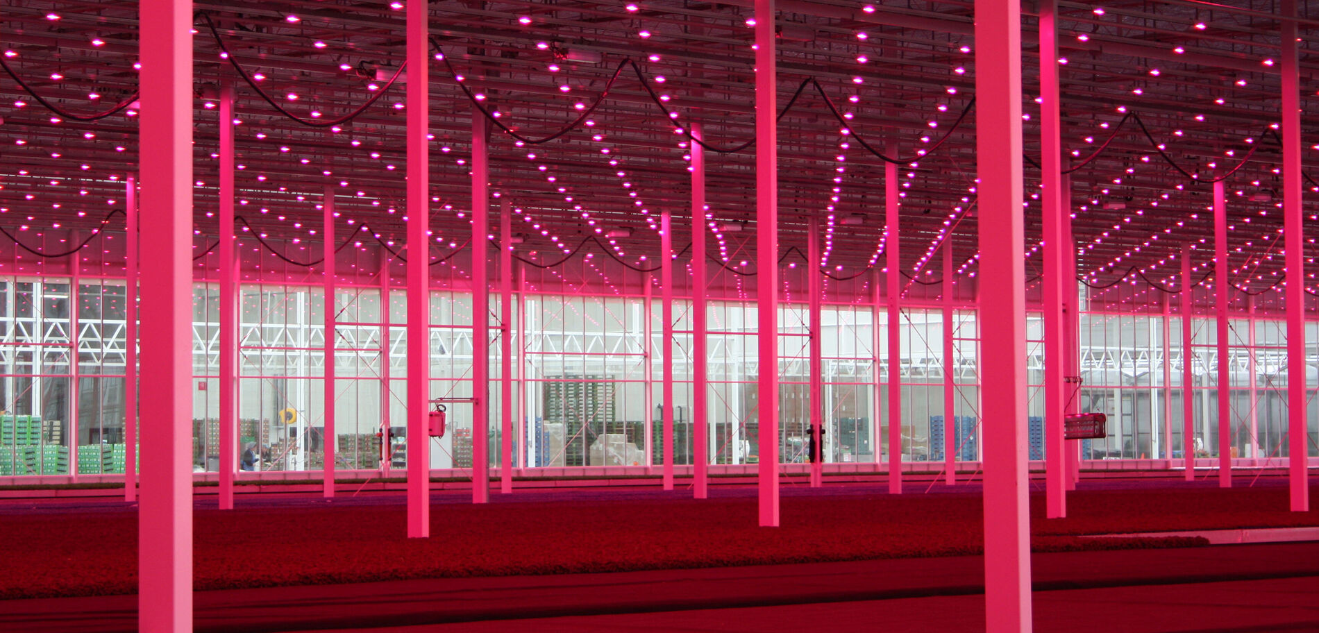 HortiDaily: Water cooled LED to cope with heat and humidity trapped under energy screens designed to limit light emission