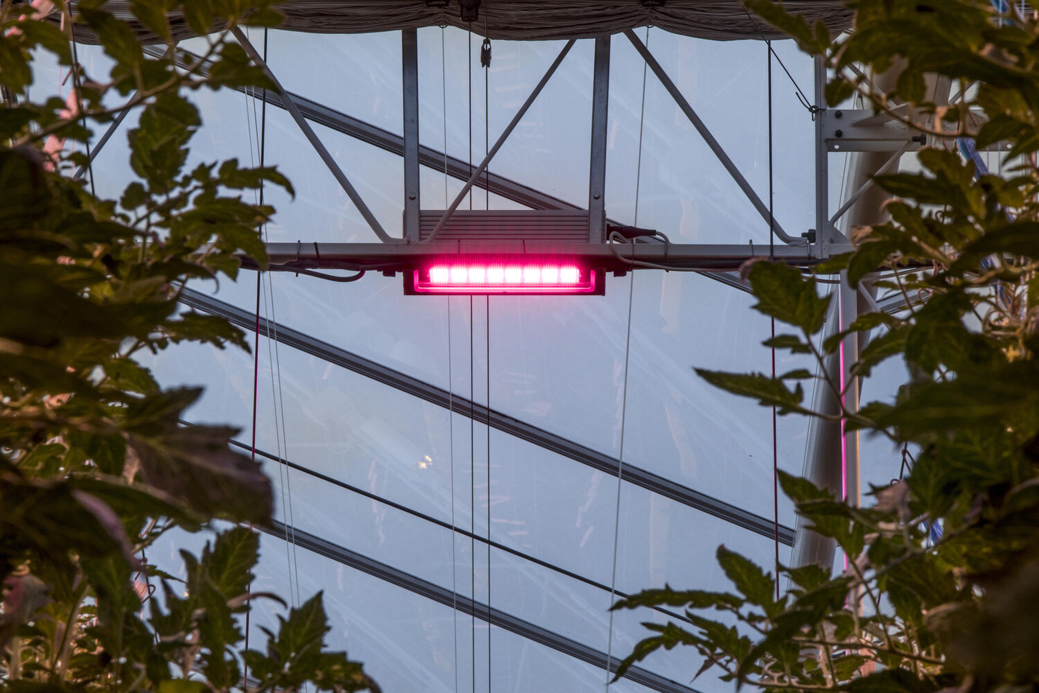 In Greenhouses: Hybrid lighting guarantees high-quality tomatoes all year round