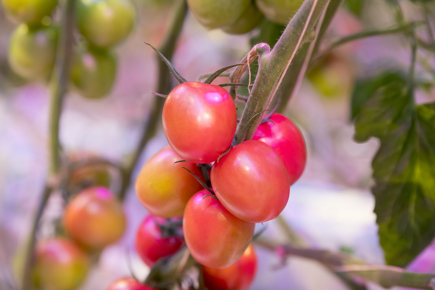 In Greenhouses: Hybrid lighting guarantees high-quality tomatoes all year round