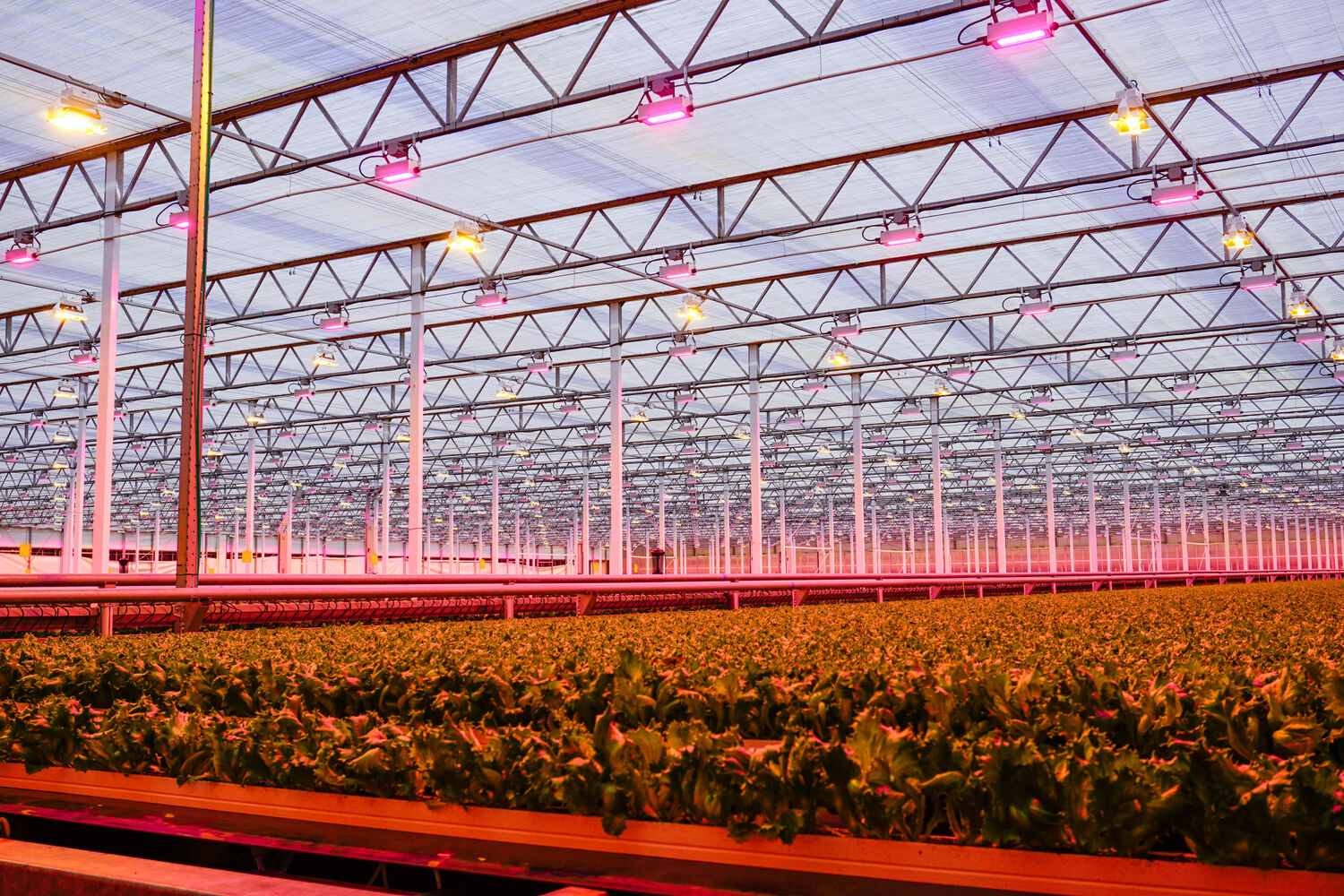 InGreenhouses: This greenhouse has everything a grower could dream of!