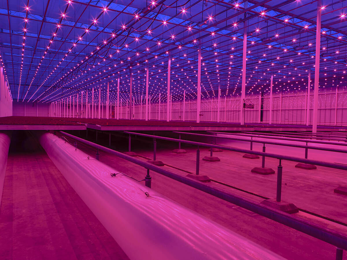 Koppert Cress (microgreens)