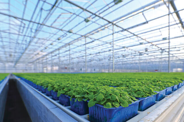 Koppert Cress (microgreens)