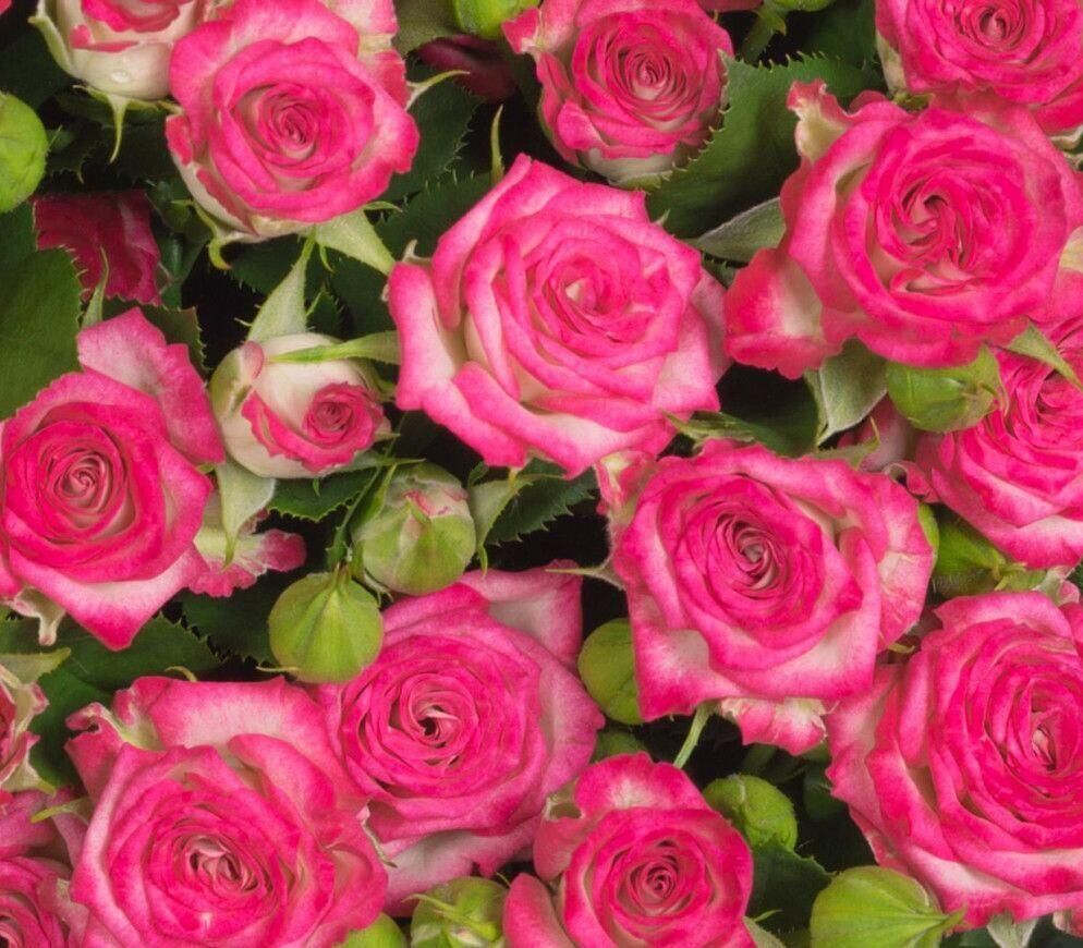 Leading Rose Grower Ascania-Flora Company chooses Oreon