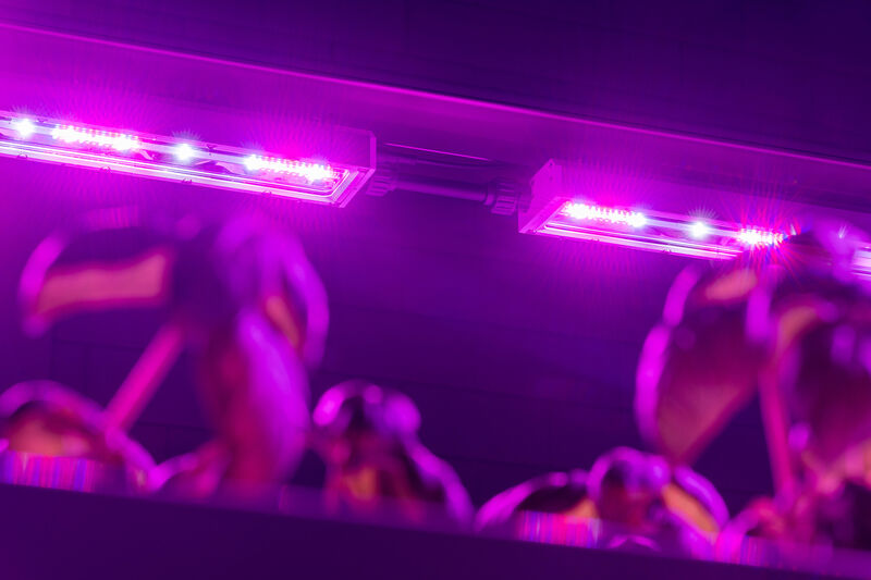 LED grow lights for floriculture