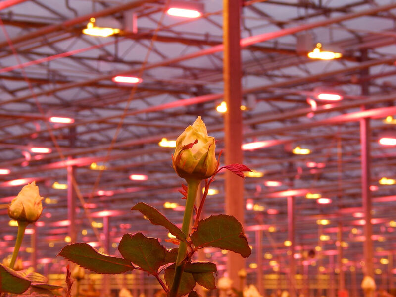 LED grow lights for floriculture