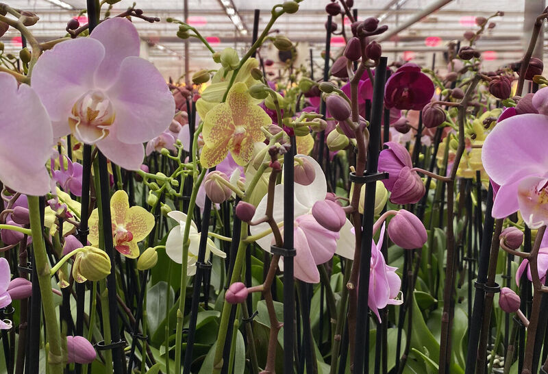 LED grow lights for floriculture