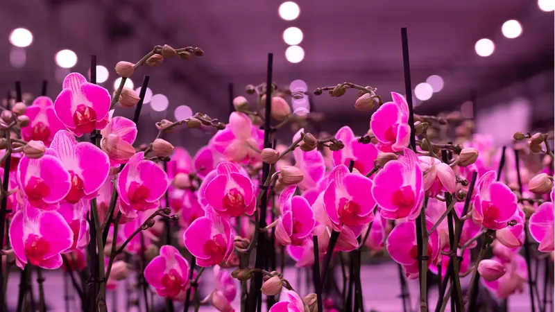 LED grow lights for floriculture