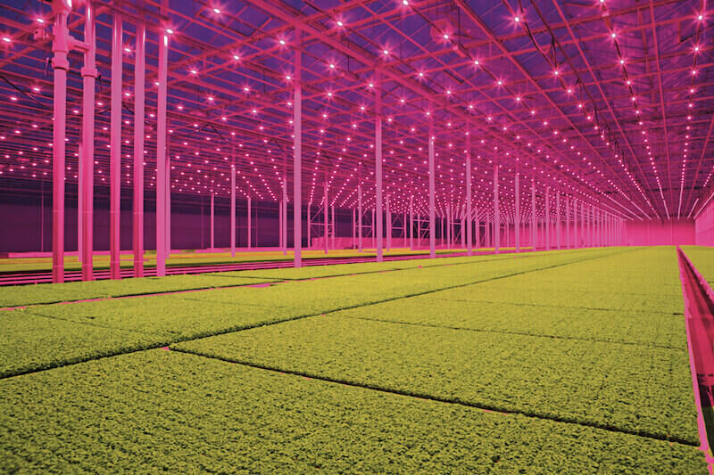 LED grow lights for microgreens