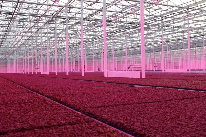 LED grow lights for microgreens