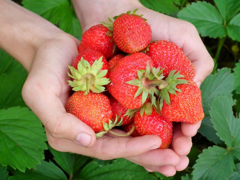LED Grow Lights for Strawberries