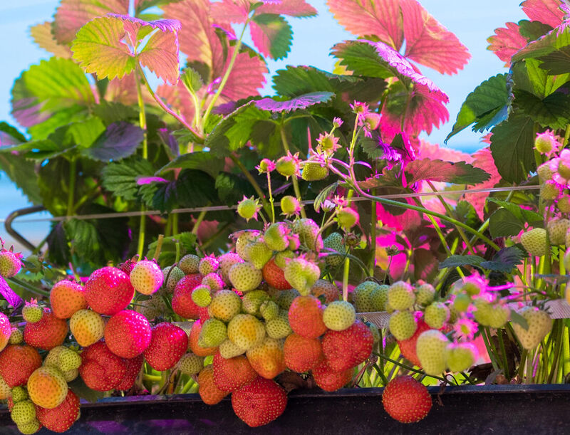 LED Grow Lights for Strawberries