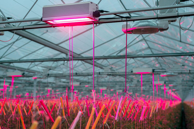 LED grow lights for tomatoes