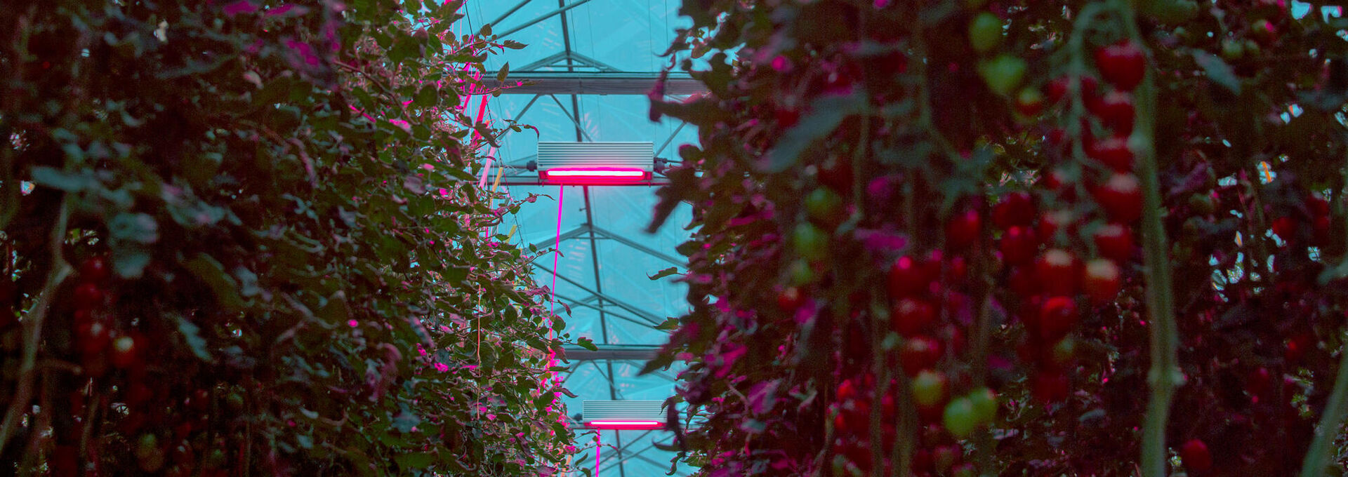 LED grow lights for tomatoes