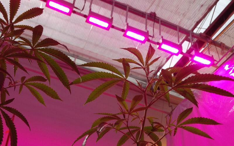 LED lights for cannabis