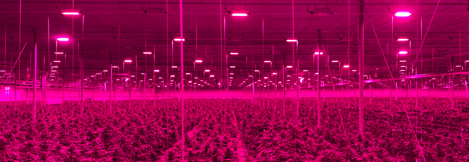 Cannabis grow light systems