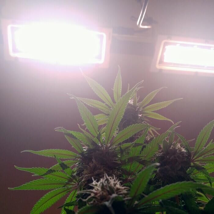 LED lights for cannabis