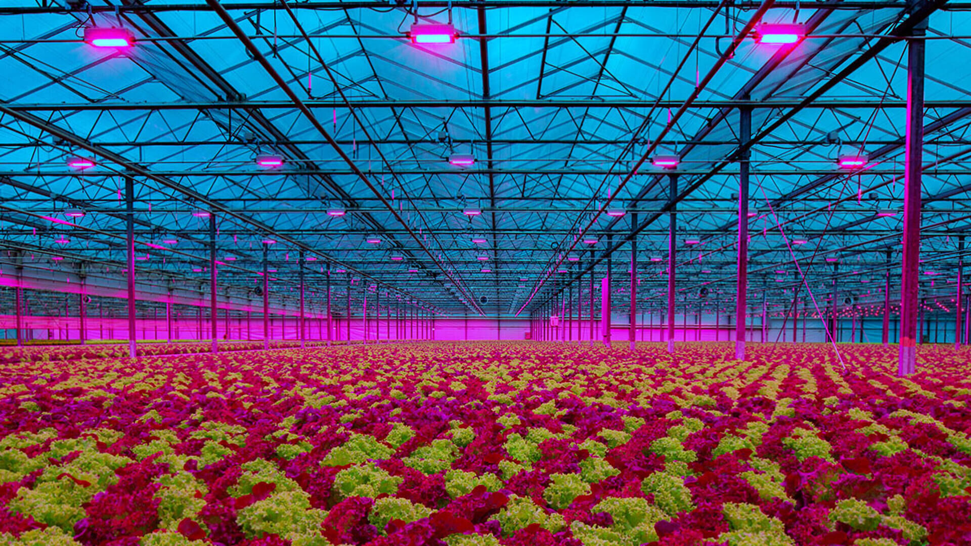 LED lights for vegetables