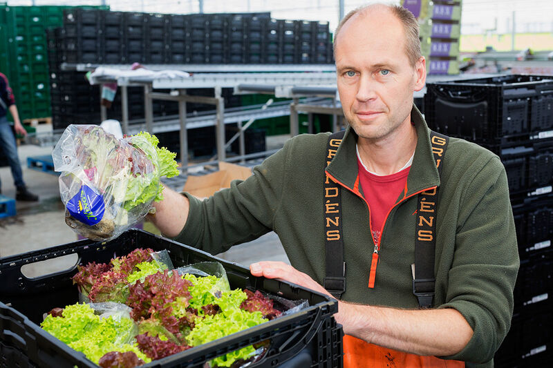 LED-verlichting voor de groenteteelt