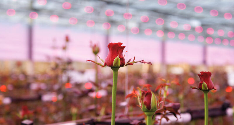 LED-verlichting voor de tuinbouw