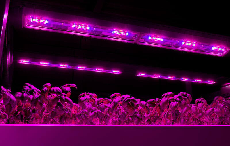 LED-verlichting voor de verticale landbouw